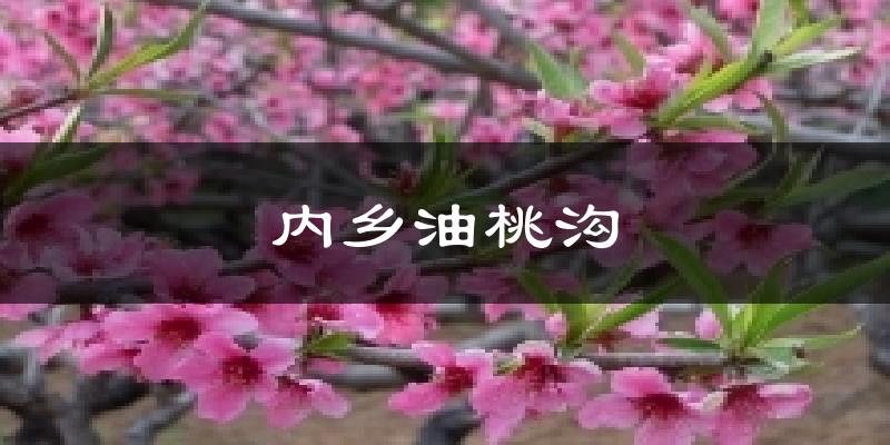 内乡油桃沟天气预报十五天